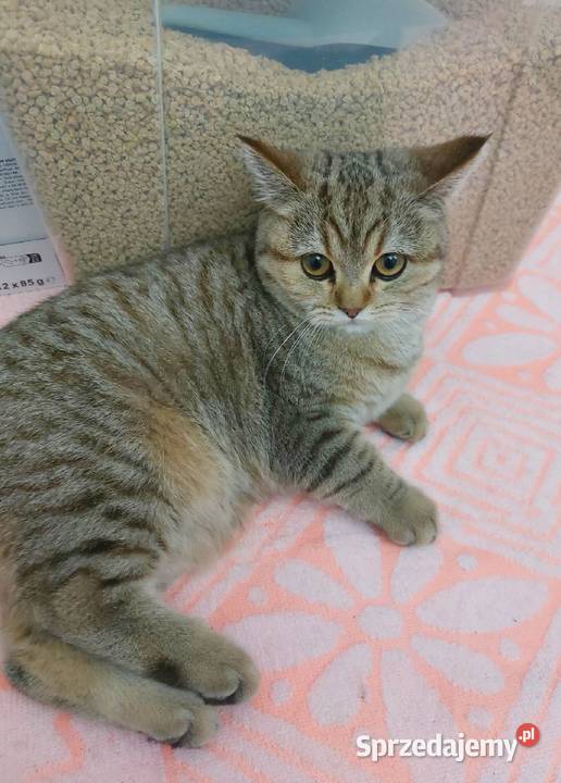 Kotka brytyjska złota ticked Zawiercie sprzedam