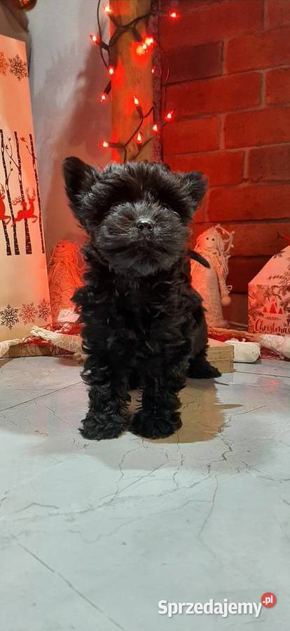 Mini york czarny Bukowno sprzedam