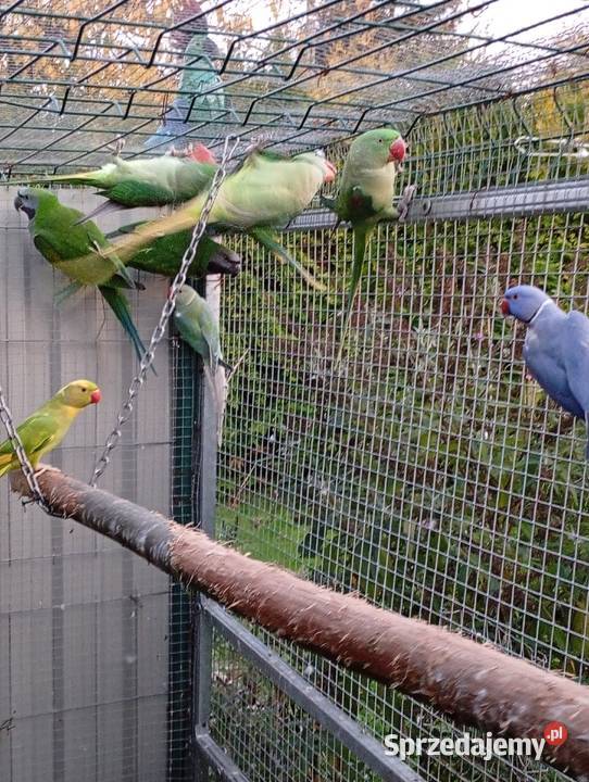 Aleksandretta Wieki i Chińska Zator