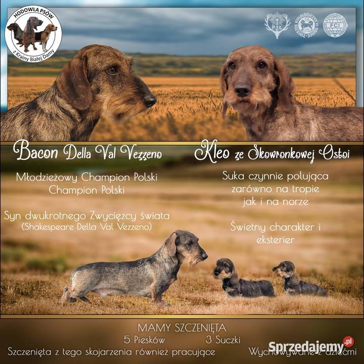 Przepiękne jamniki szorstkowłose Dąbrówka