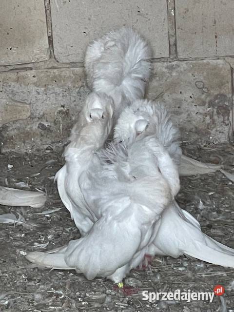 Gołębie ozdobne perukarze Nadarzyn sprzedam