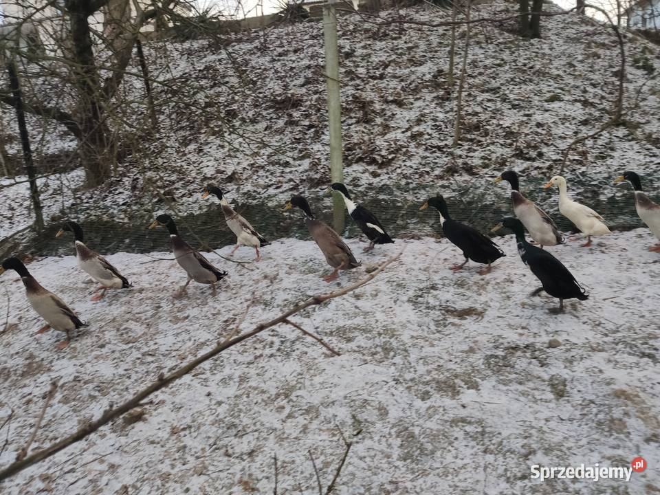 Kaczki biegus indyjski Dobczyce