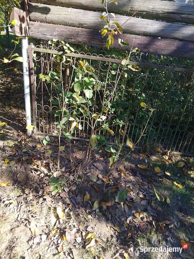 Sadzonki śliwy węgierki śliwy okrągłej czereśni Huta Podłysica