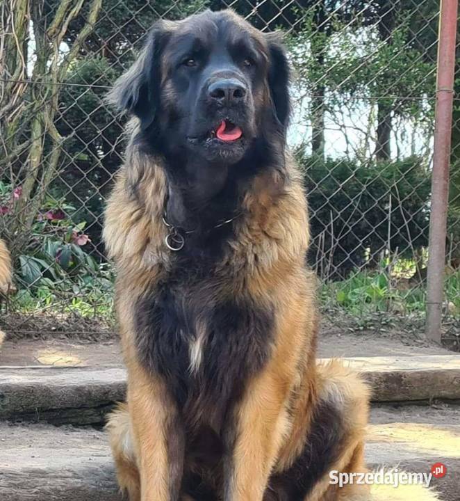 Leonberger szczenięta z hodowli Nekla sprzedam