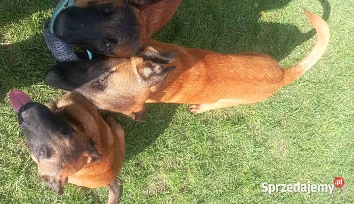 Owczarek Belgijski Malinos Owczarek Rędziny