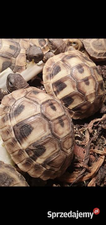 Żółw grecki Kraków sprzedam