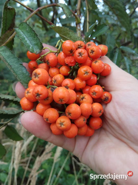 Jarzębina czerwona jarząb pospolity owoce 1 Pstrążna sprzedam
