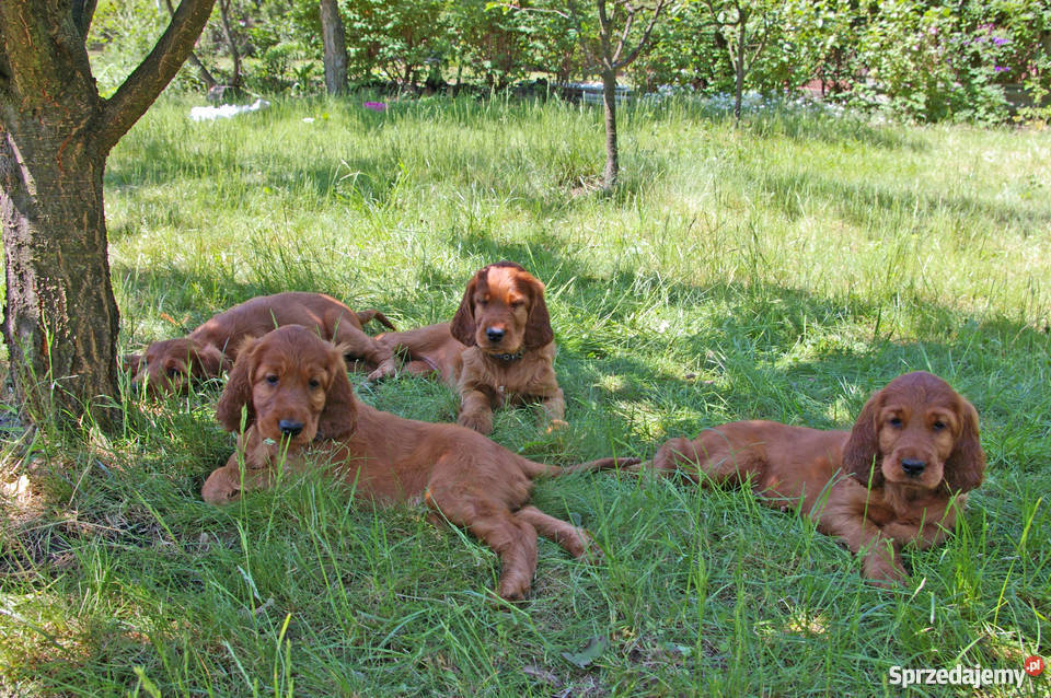 Seter irlandzki szczenięta z rodowodem ZKwP świętokrzyskie