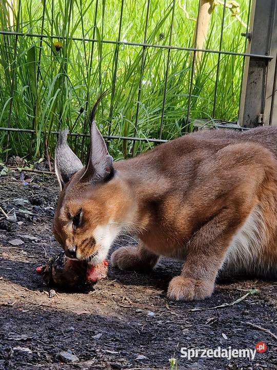 Karakal stepowy łąc Caracal caracal piękna Katowice