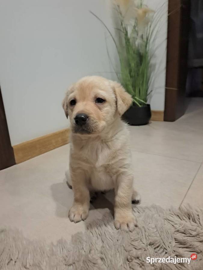 Labrador Retriever suczki 1 pies Tarnów sprzedam