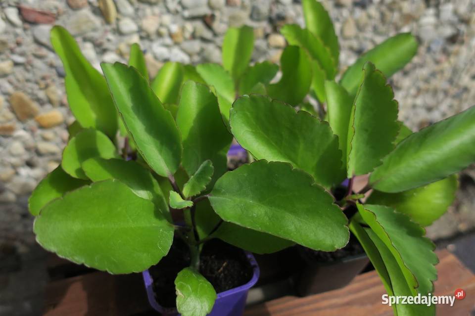 Żyworódka Pierzasta Kalanchoe Pinnata lecznicza sprzedam