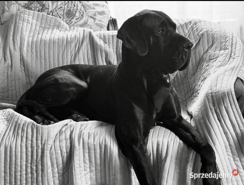 Dog niemiecki Zkwp fci Orneta