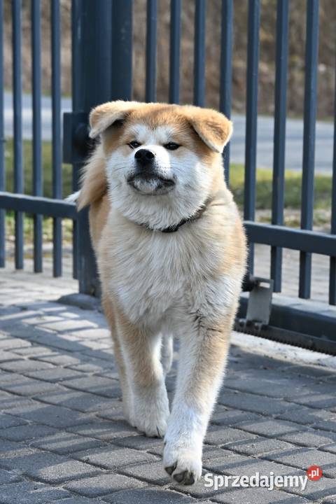 Akita inu akita japońska samiec Championie Częstochowa