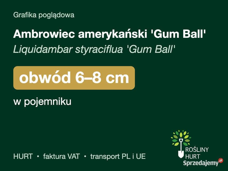 Ambrowiec amerykański Gum Ball obwód 68 w