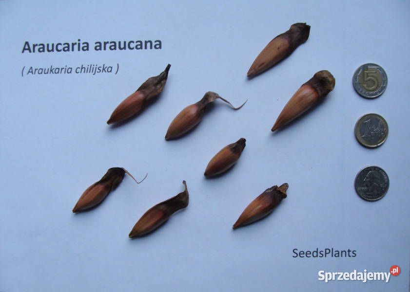 ARAUKARIA CHILIJSKA Araucaria araucanaNASIONA 50