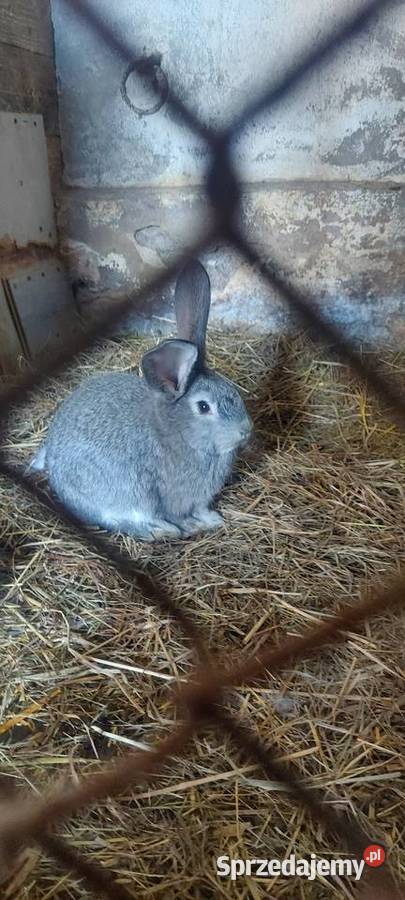 Króliki hodowlane
