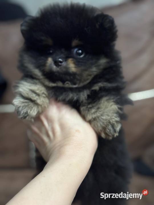 Pomernian dziewczynka black tan FCI Radom sprzedam