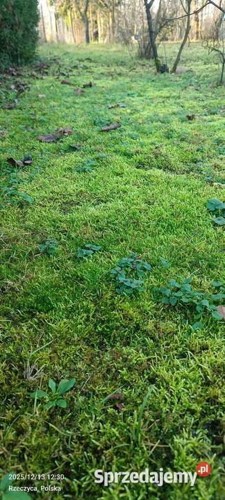 Mech kulki zielone żywemaleńkie Mech dekoracyjny