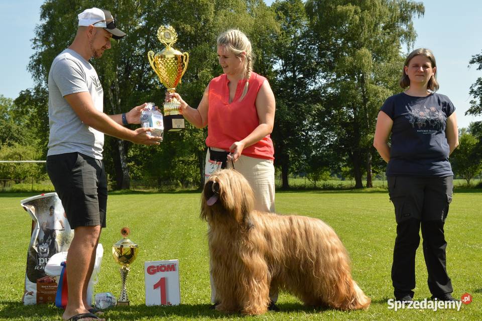 Owczarek Francuski Briard szczenięta Kraków sprzedam