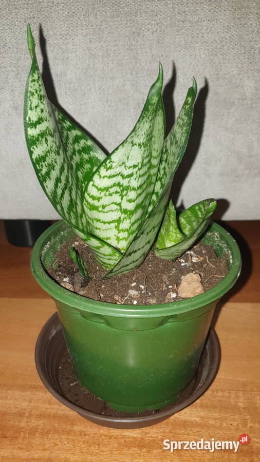 Sansewieriasansa 2 rosnąca Warszawa