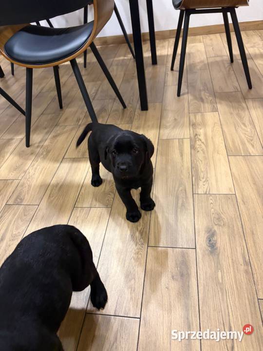 Labrador Retriever suczka gotowa do odbioru Gostyń sprzedam