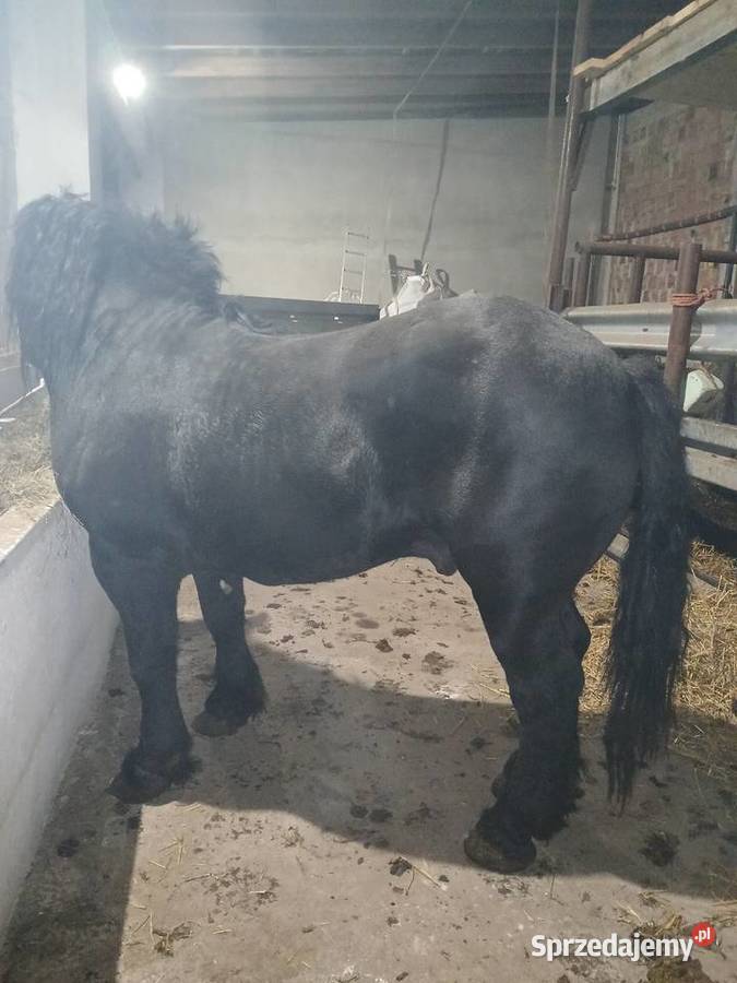 Kary 3 lata Konie Skarżysko-Kamienna