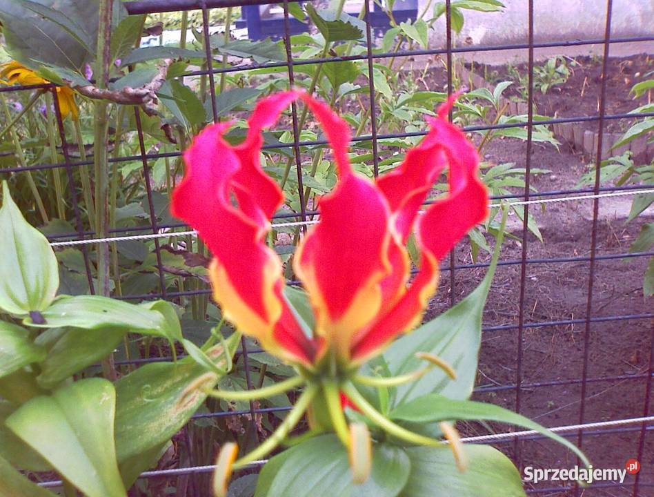 Kłącze Glorioza wspaniała Rotszylda lilja pnąca Łódź