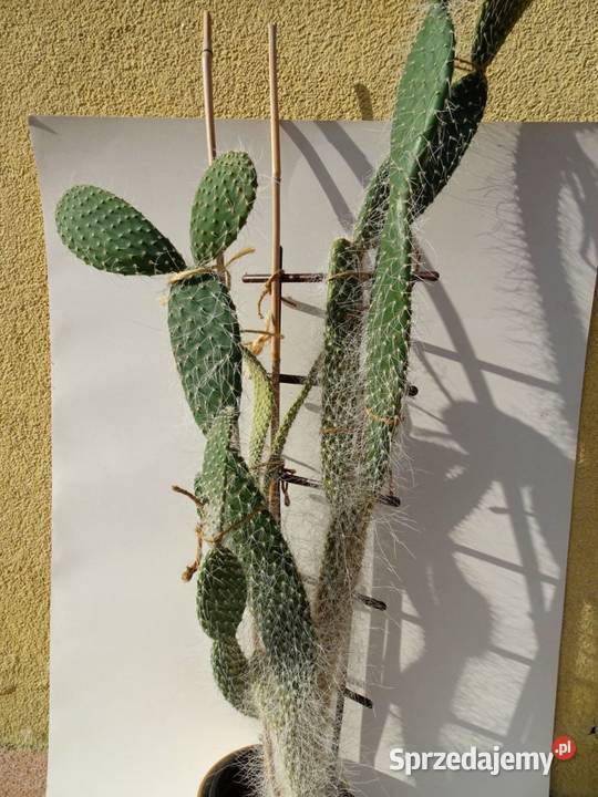 Opuncja kaktus wys 80