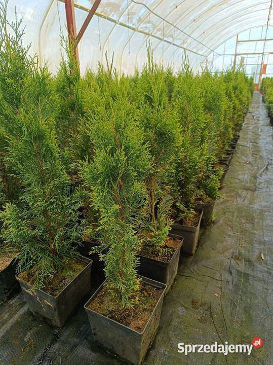 Tuja szmaradg Rabatowe mazowieckie Święcice