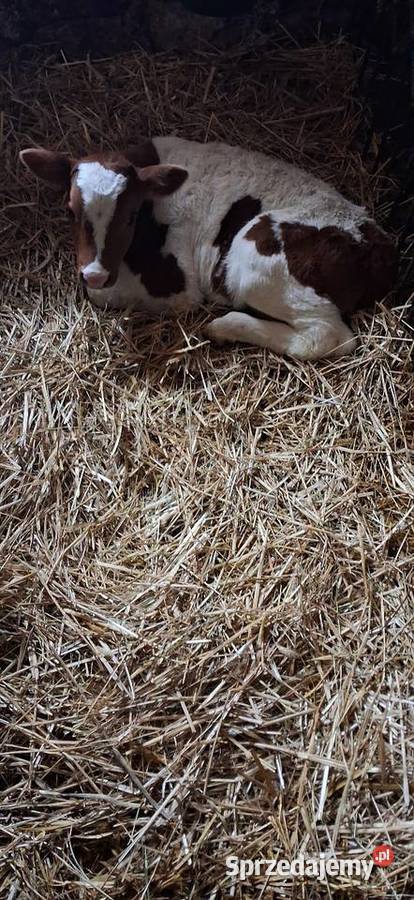 Sprzedam byczka Książ Wielki