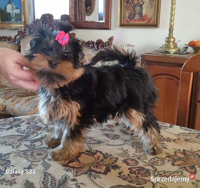 yorkshire terrier rodowód ZKwP FCI Lublin sprzedam