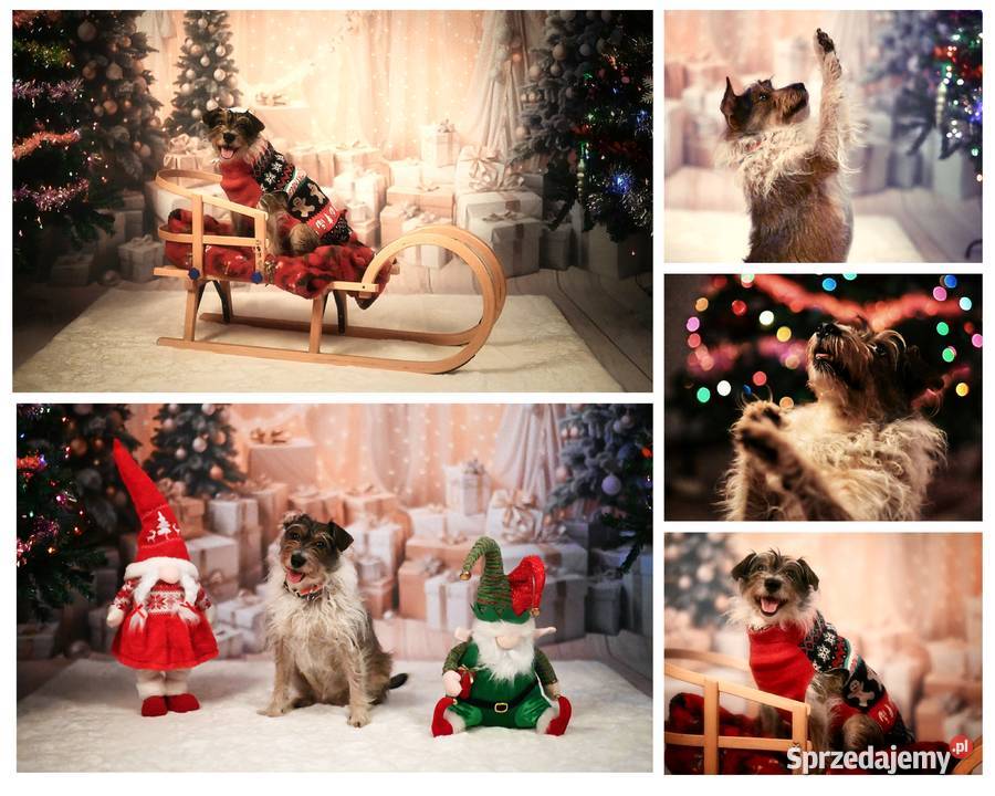 Świąteczne sesje zdjęciowe Fotograf Poznań