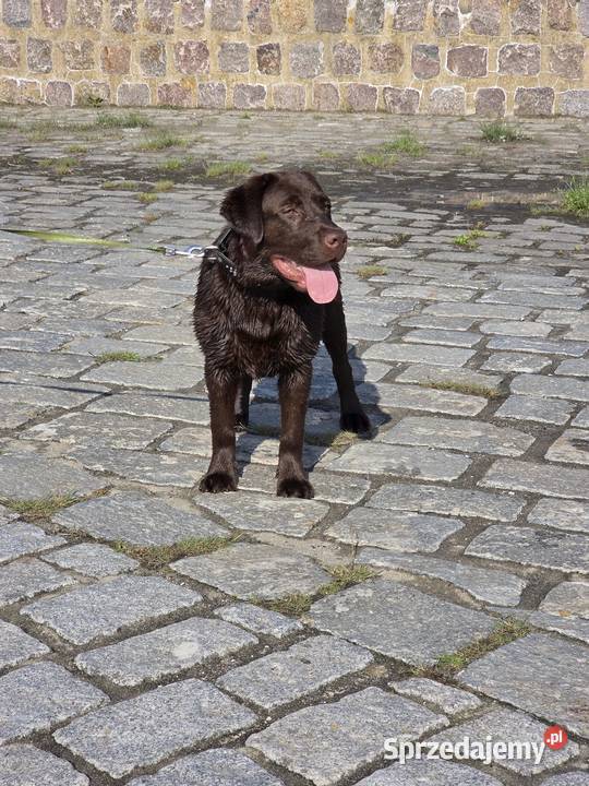 8 miesiecznyLabrador Retriever Labrador Szczecin