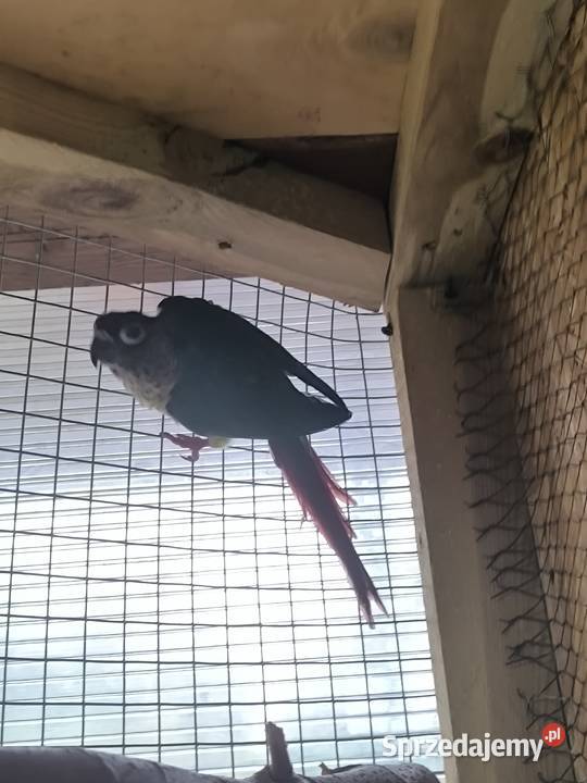 Rudosterki zielonolice opalin wielkopolskie Rostarzewo