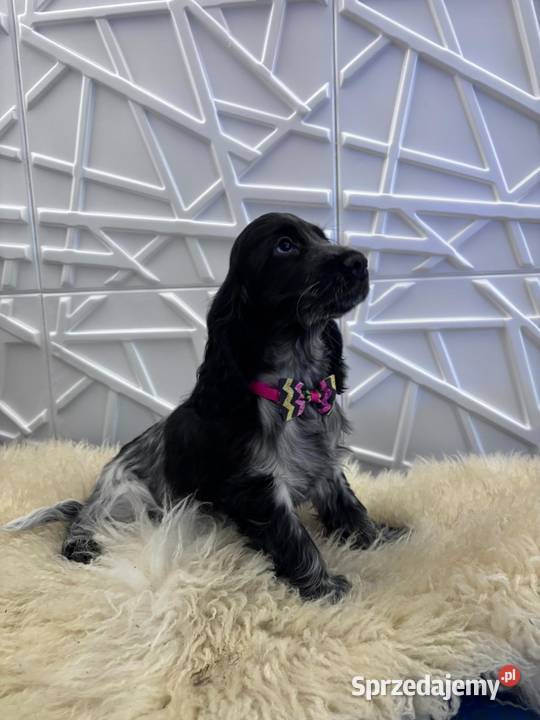 Cocker spaniel angielski Żelazków