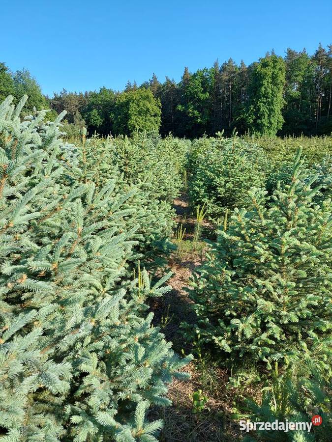 2024 DNI OTWARTE NA PLANTACJI CHOINKOWEJ Osuchów