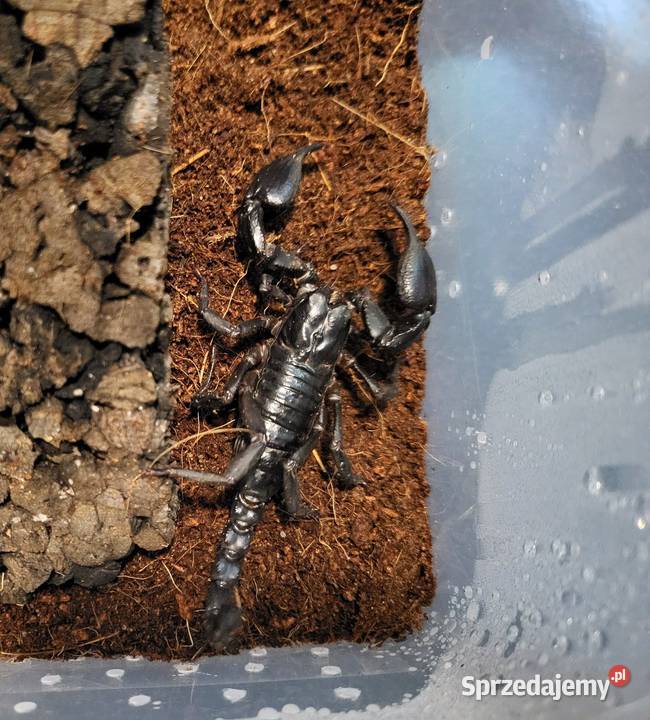 Skorpiony H silenus DUŻE samcesamice małopolskie Tarnów