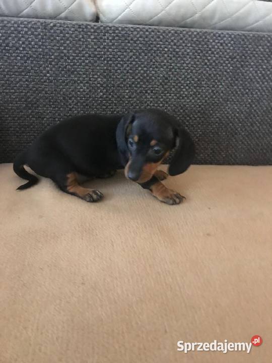 Jamnik miniaturowy piesek Jamnik podlaskie Augustów