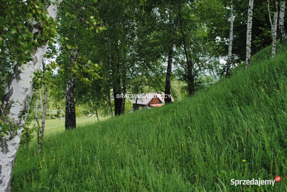 Działka 19900m2 Łazany