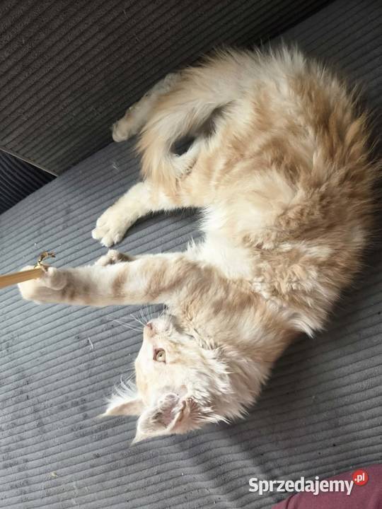 Gandalf Maine Coon Starogard Gdański