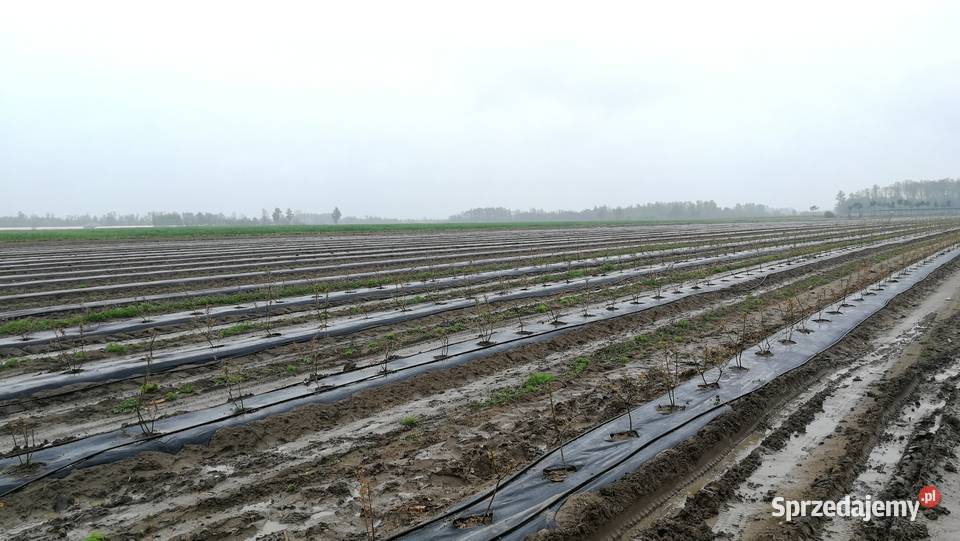 Maszyna do zagonów Jedlińsk