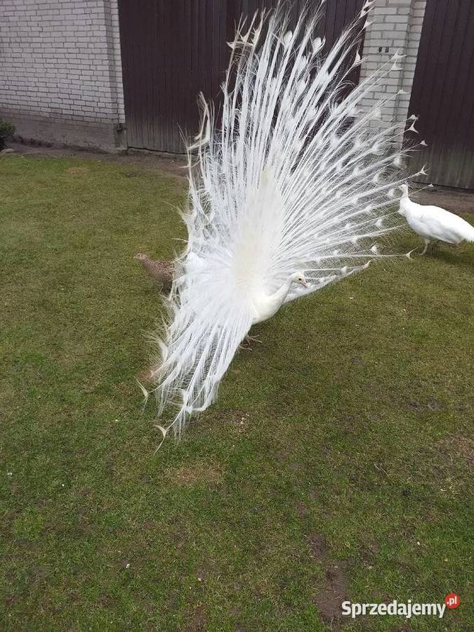 Jaja lęgowe pawi krolewskich Siedlce