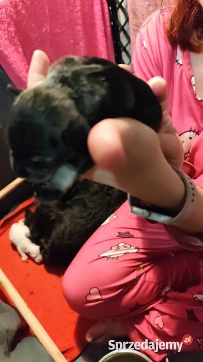 Sznaucerki szukają nowego domu wielkopolskie Poznań