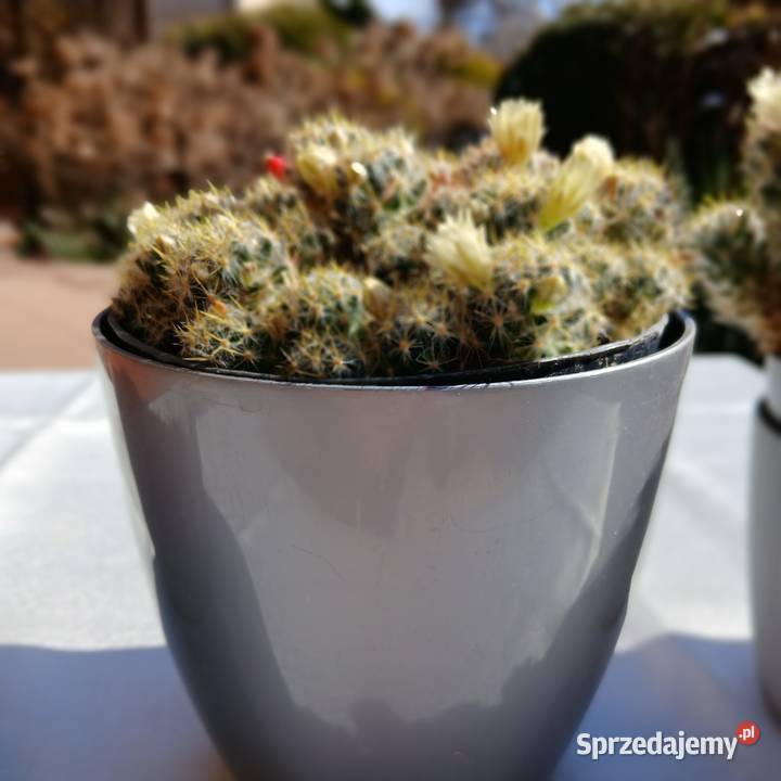 Kaktus Mamilaria Mammillaria prolifera do Nowy Sącz