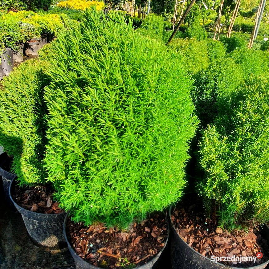 TUJA Teddy Pogorzela sprzedam