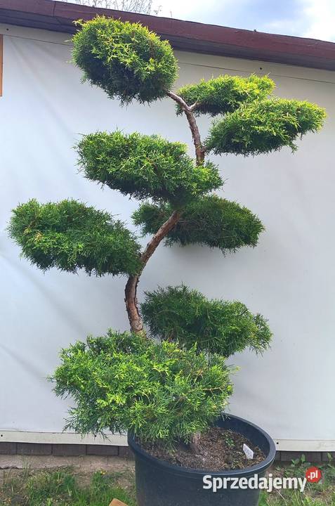 Bonsai Niwaki jałowiec pośredni Gold Star sprzedam