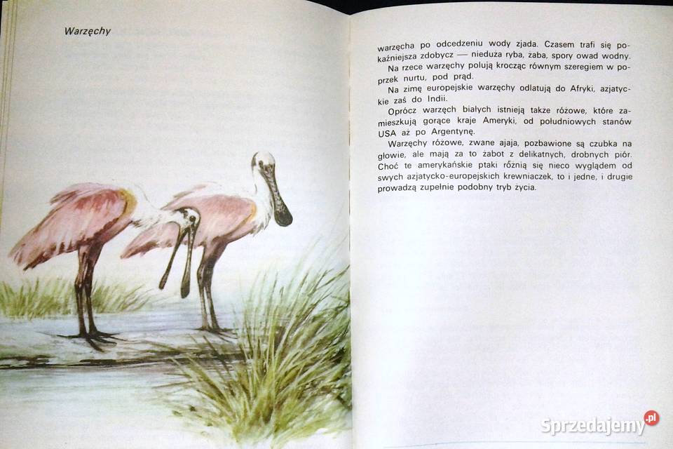 To i owo o zwierzętach Jadwiga Wernerowa Chełm