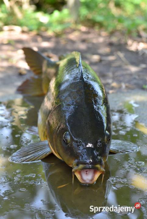 Karp handlowy i kroczek Lublin sprzedam