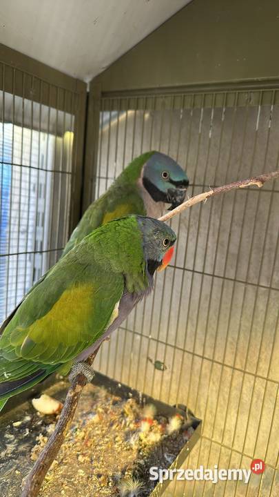 Aleksandretty chińska parka