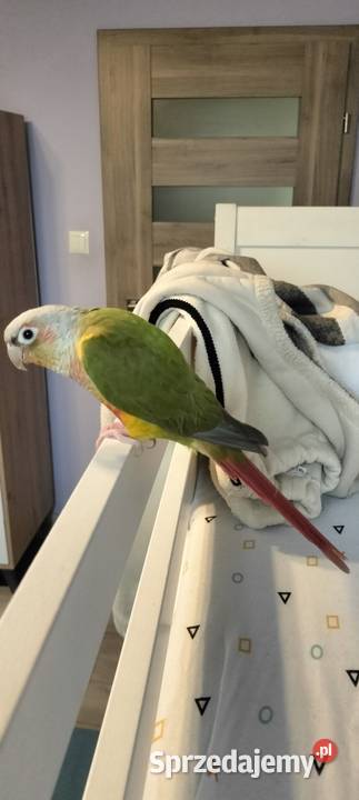 Rudosterka zielonolica Bielsko-Biała